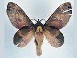 Typhonoya longipennis